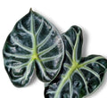 Alocasia Balloon Heart Tissue Culture Pack Of 1