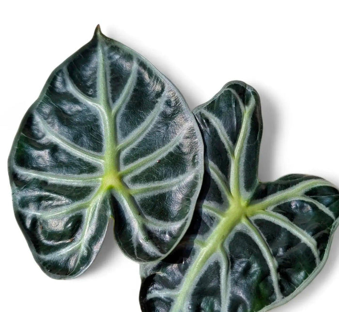 Alocasia Balloon Heart Tissue Culture Pack Of 1