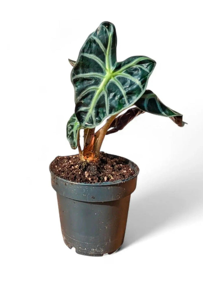 Alocasia Balloon Heart Tissue Culture Pack Of 1