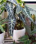 Alocasia Bambino Tissue Culture Pack Of 1