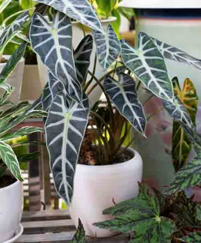Alocasia Bambino Tissue Culture Pack Of 1
