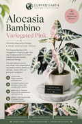 Alocasia Bambino Variegated Pink Tissue Culture 1 pack