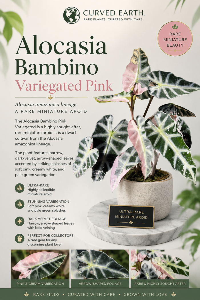 Alocasia Bambino Variegated Pink Tissue Culture 1 pack