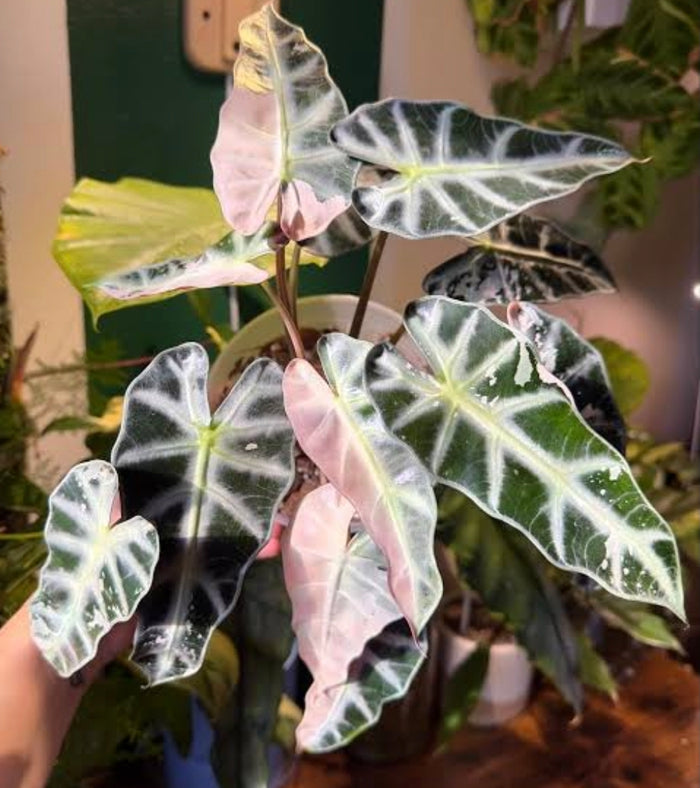 Alocasia Bambino Variegated Pink Tissue Culture 1 pack