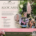 Alocasia Chantrieri Pink TC X 1 💗
