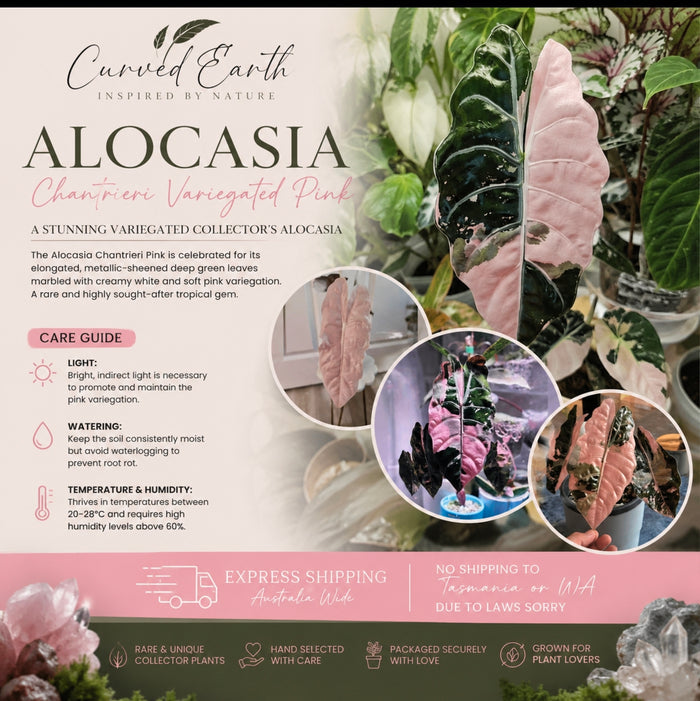Alocasia Chantrieri Pink TC X 1 💗