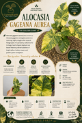 Alocasia Gageana Aurea Tissue Culture Pack Of 1