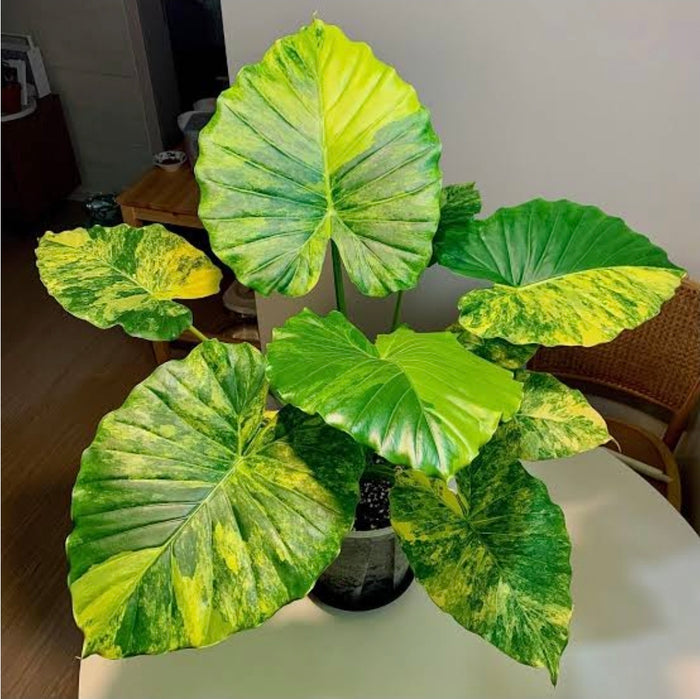 Alocasia Gageana Aurea Tissue Culture Pack Of 1