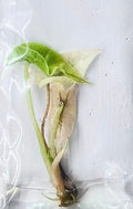 Alocasia Polly Variegated “Mint” Tissue Culture pack of 1