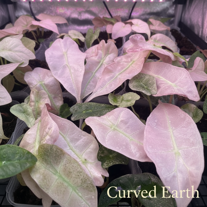Alocasia Polly Variegated “Mint” Tissue Culture pack of 1