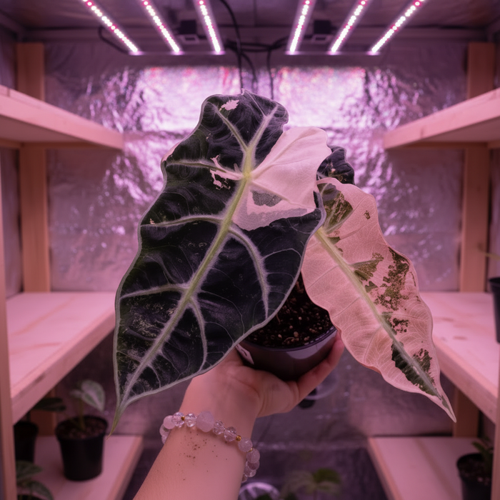 Alocasia Polly Variegated “Mint” Tissue Culture pack of 1