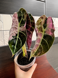 Alocasia Watsonia Pink Doff 💗