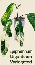 Epipremnum giganteum variegata Tissue Culture