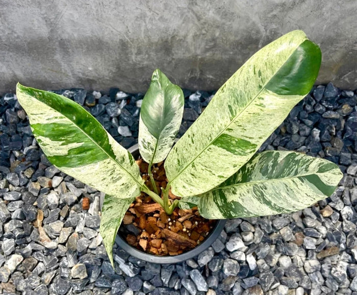 Epipremnum giganteum variegata Tissue Culture