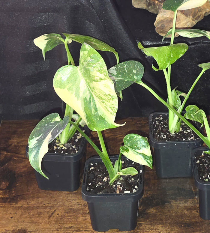 Monstera Tai Constellation