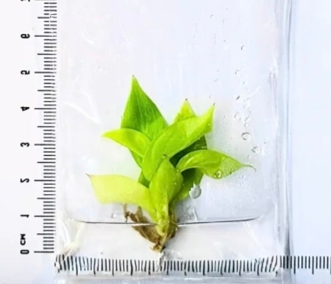 Philodendron Yellow Jungle Fever  Tissue Culture  X 1